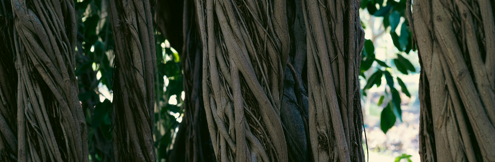 Twisting trees
