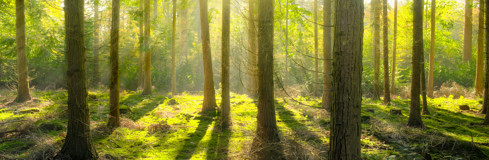 Photo of a green forest at midday.