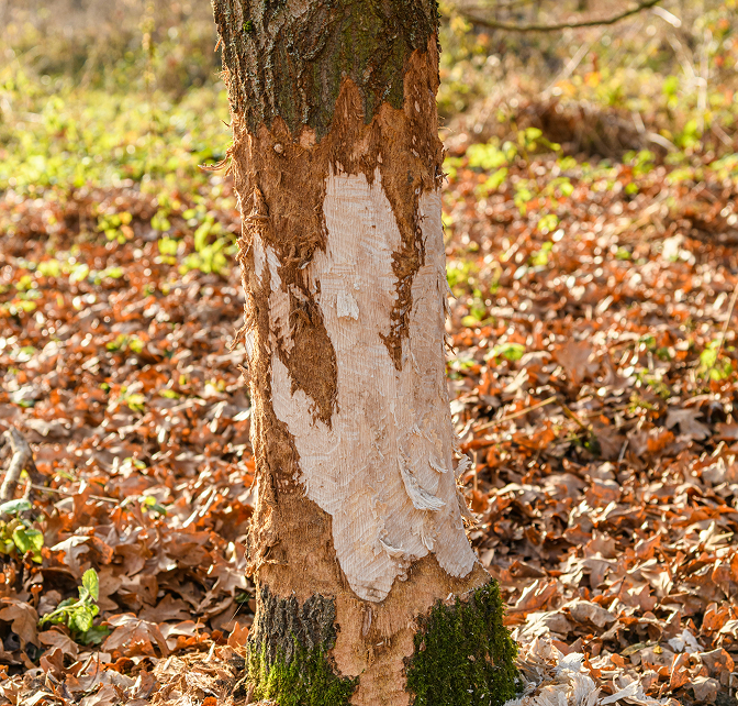 Photo of a tree trunk with significant trauma